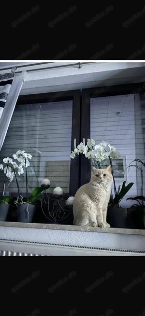 BKH britisch Kurzhaar Deckkater in der Farbe  creme, Blutgruppe B