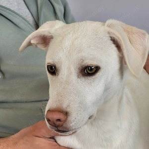 Darf ich dich vielleicht begleiten? Ich würde mich sehr freuen.