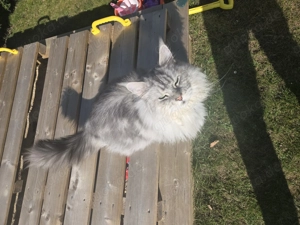 Maine Coon Kater abzugeben 