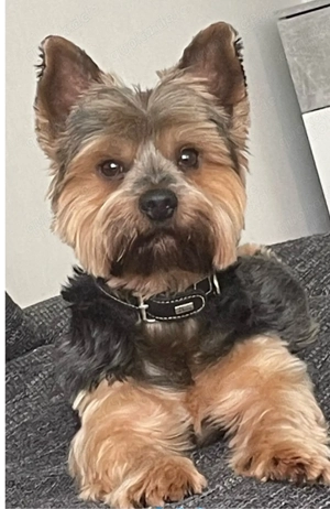 Yorkschite Terrier Deckrüde  Bild 2
