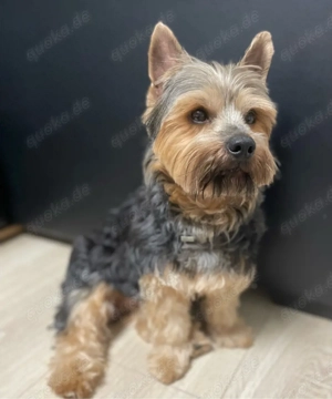 Yorkschite Terrier Deckrüde 