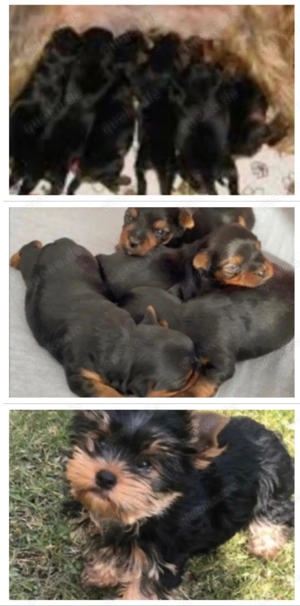 Yorkschite Terrier Deckrüde  Bild 3