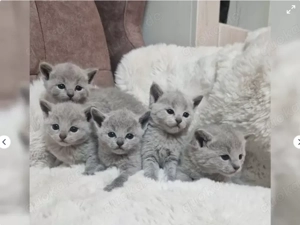 Russisch Blau Kitten - Rein Rassig mit Stammbaum - Abgabebereit