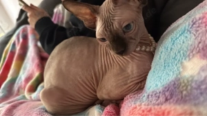 katzen Mädchen zu vermitteln geb 6.2025