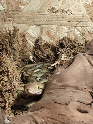 Super Dwarf Netzpython Tiger het Albino 