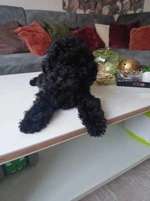 Toy Pudel welpe in Schwarz
