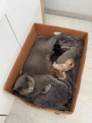 Bkh kitten suchen ein zuhause