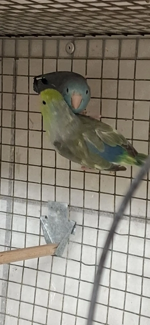 Blaugenick Sperlingpapagein 