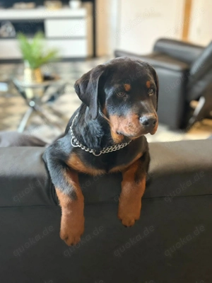 Rottweiler rüde