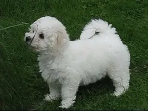 Bichon Frise Welpe - noch 1 kleiner Herzensbrecher auf vier Pfoten sucht eine liebe Familie