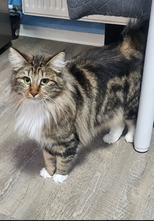 Norwegische Waldkatzen ( schon kastriert)