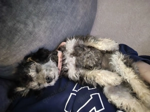 18 Wochen alter Zwergpudelwelpe, Toy