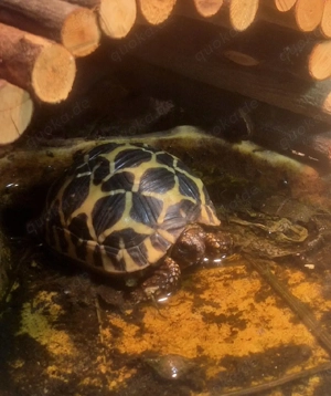 Sternenschildkröte 