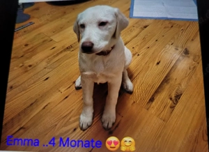 Liebe Aussiedor Hündin, 4,5 Monate