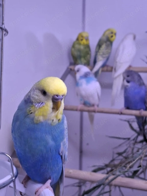 Wellensittiche Melopsittacus undulatus eingetroffen in Altötting