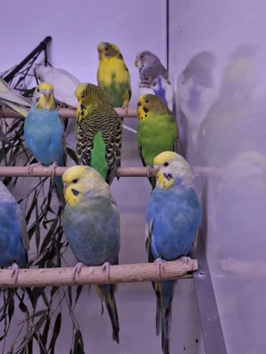 Wellensittiche Melopsittacus undulatus eingetroffen in Altötting Bild 5