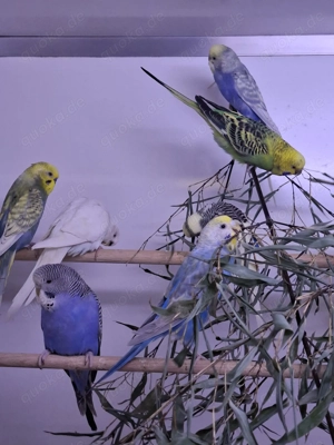 Wellensittiche Melopsittacus undulatus eingetroffen in Altötting Bild 2