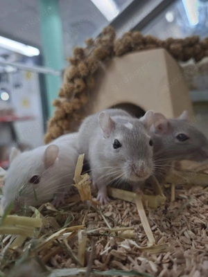 Junge Wüstenrennmaus,Wüstenrennmäuse, Gerbil,Meriones unguiculatus  in Altötting eingetroffen! 