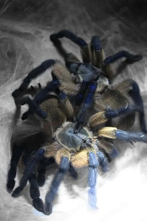 diverse Vogelspinnen zu fairen Konditionen 