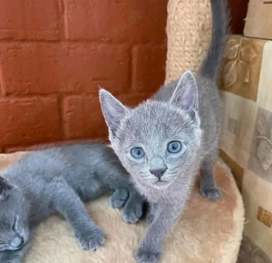 Süße Russisch Blau Kätzchen