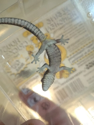 eurydactylodes occidentalis, 0.0.2., chamäleongecko