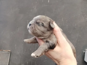 Wunderschöne, fluffy französische Bulldoggen welpen