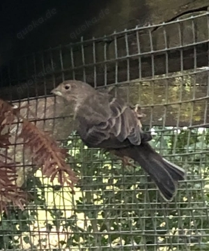 Mexikanische Karmingimpel