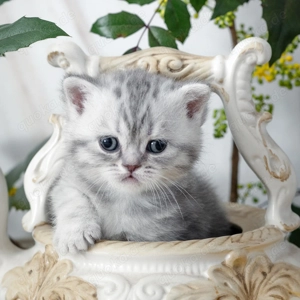 Bkh Britische Kurzhaar Kitten