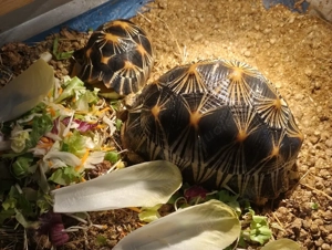 Strahlenschildkröte Bild 3