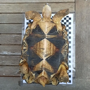Strahlenschildkröte Bild 2
