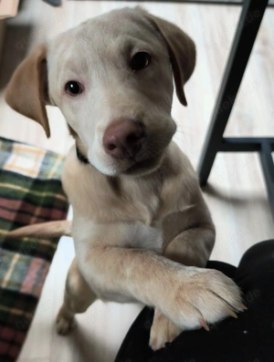 4,5 Monate junge Aussidor Hündin 