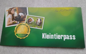 Dsungarisches junges Zwerghamster Weibchen 