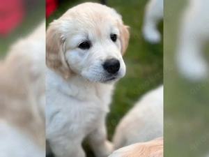 Golden Retriever Welpen abzugeben