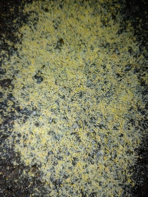 gelbe Springschwänze 