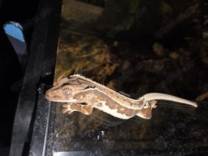 Kronengeckos NZ 25  Lilly White Tricolor  