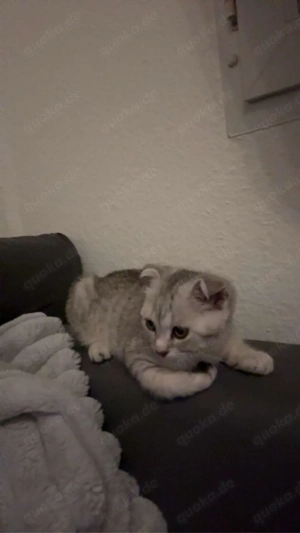 British kurz haar katze 