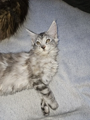 3 Main Coon Mädchen suchen liebevolles Zuhause 