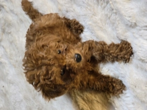 Teacoup Pudeli klein bleibend