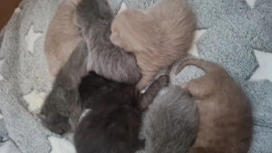 Britische Kurzhaar Kitten 