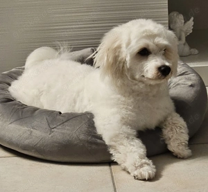 Malteser weis zum verkaufen. 