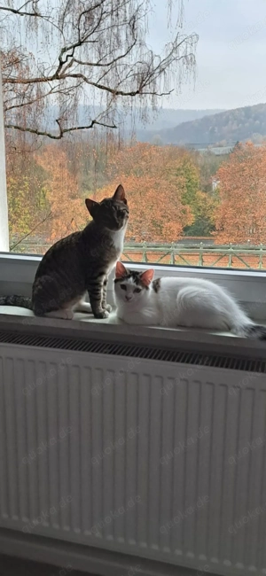 Zwei kastrierte Kater schweren Herzens abzugeben nur zusammen 