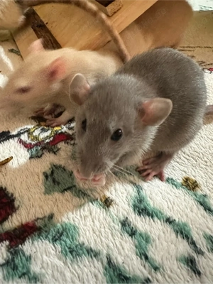 Farbratten Babys abzugeben