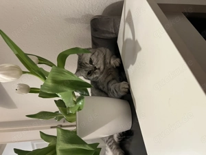 BKH Katze in liebevolle Hände abzugeben 