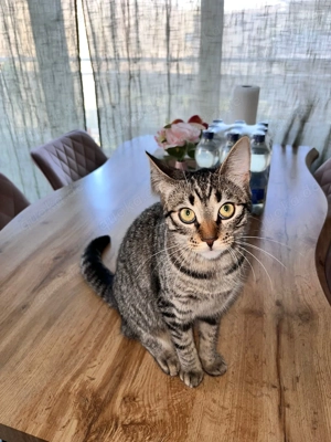 Zwei Katzen-Schwestern suchen ein neues Zuhause   