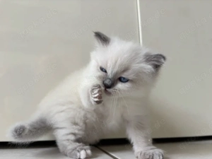 Heilige Birma Mix kitten 