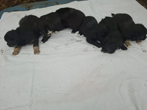 Chihuahua Yorkshirer Terrier Welpen 