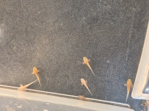 Axolotl suchen ein schönes neues Zuhause 