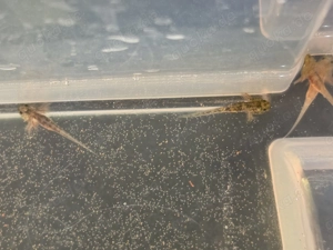 Axolotl suchen ein schönes neues Zuhause 