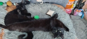  Kater Brüder ! Zusammen 450  Heilige Birmamix ! 10 Monate  Bild 6