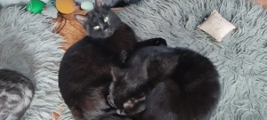  Kater Brüder ! Zusammen 450  Heilige Birmamix ! 10 Monate  Bild 4